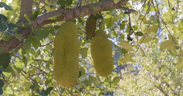 Jackfruit Sui Rami Degli Alberi Vicino — Foto Stock