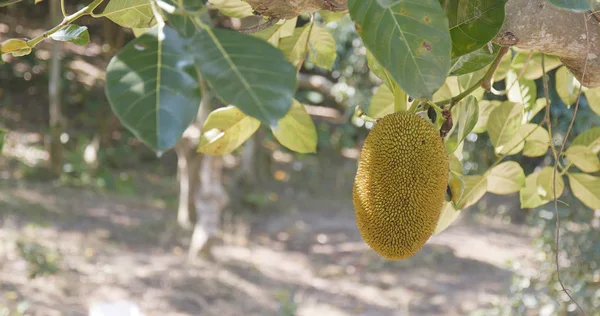 Jackfruits Ağaç Dalları Üzerinde Kapat — Stok fotoğraf