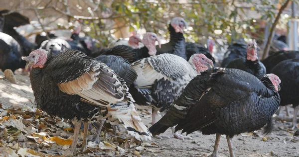 Mera Wild Türkiye Nin Grubunda — Stok fotoğraf