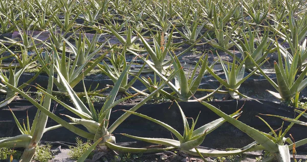 Färsk Aloe Fältet Närbild — Stockfoto