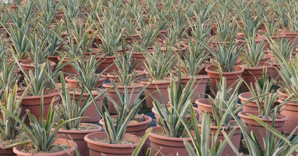 Potted Pineapple Field Close — Stock Photo, Image