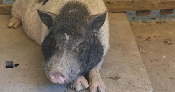 Schwein Aus Nächster Nähe Bauernhof Liegend — Stockfoto