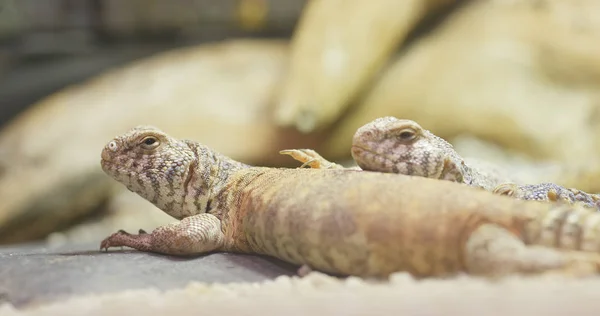 Lagarto Cauda Espinhosa Ornamentado — Fotografia de Stock