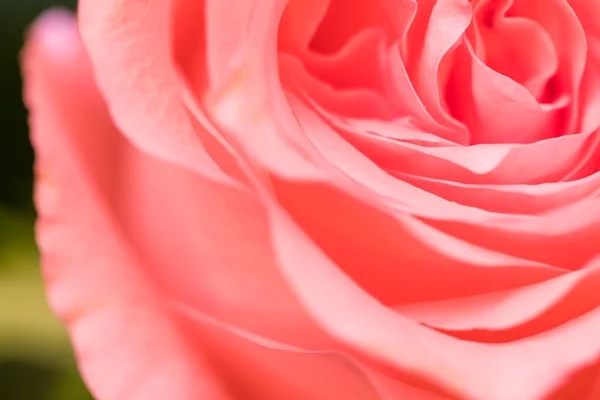 Rosa Rose Blume Aus Nächster Nähe — Stockfoto