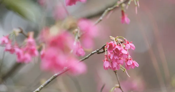 Cerasus Campanulata Cherry Blossom — Zdjęcie stockowe