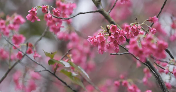Roze Sakura Bloesem Cerasus Campanulata — Stockfoto