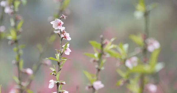 Plum Flowers Tree Close — Stock Photo, Image
