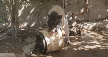 Çiftlik Domuz Çiftliği'nde oynayan 