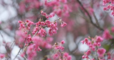Ağaç üzerinde kiraz çiçeği yakın çekim 