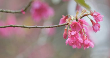 Sakura çiçeği, cerasus campanulata 