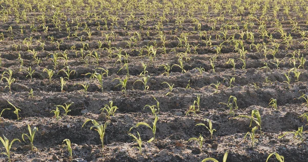 Nieuwe Jonge Maïs Het Veld — Stockfoto