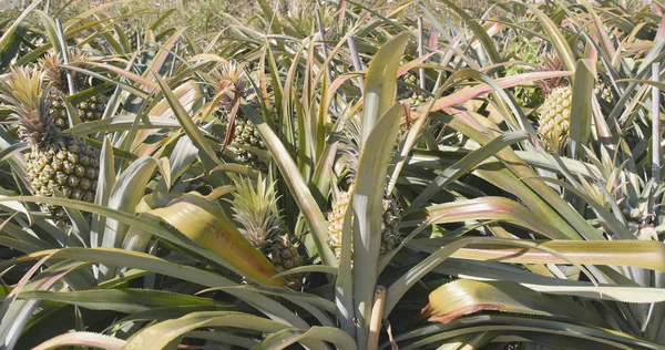 Finca Plantación Piña Cerca —  Fotos de Stock