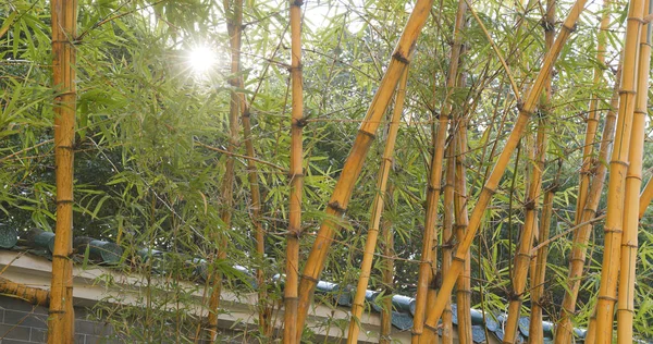 Forêt Bambous Verts Extérieur — Photo