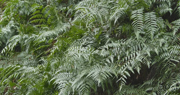Yeşil Eğreltiotu Yaprakları Yakın — Stok fotoğraf