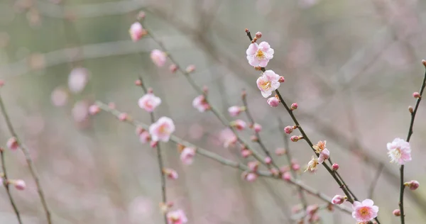 Pink Plum Flowers Tree — Stock Photo, Image