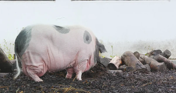 农场猪在农场玩 — 图库照片