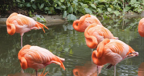 Flamants Roses Des Caraïbes Dans Étang Eau — Photo