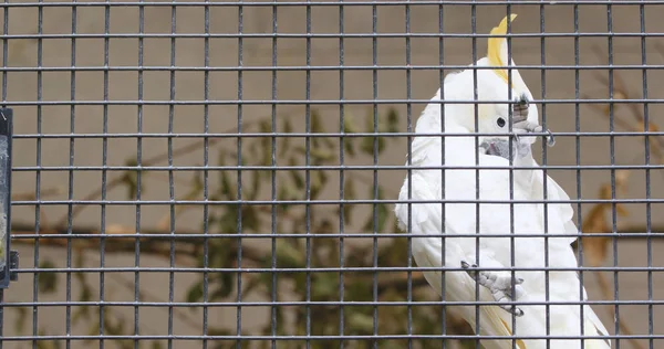 Cacatua Sulfúrea Blanca Jaula —  Fotos de Stock