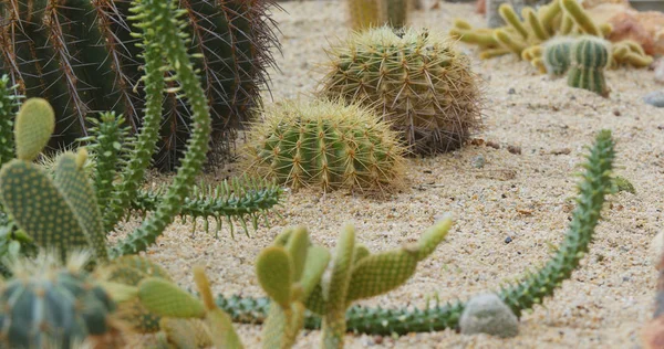 Cactuses Green Grden Close — Stock Photo, Image