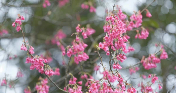 Sakura Bloesem Cerasus Campanulata — Stockfoto