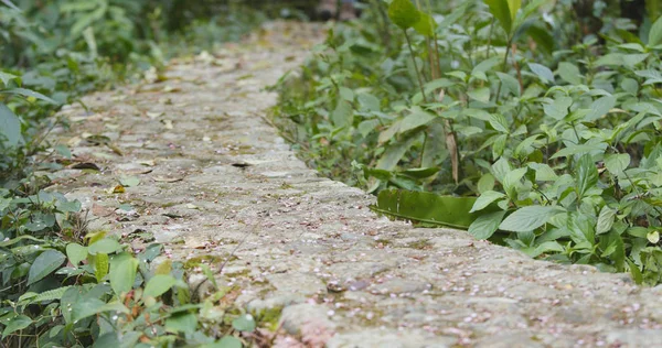 Tropikal Orman Yürüme Yolu — Stok fotoğraf