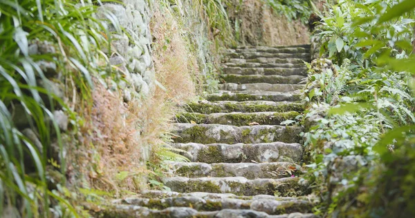 热带森林和步行台阶 — 图库照片
