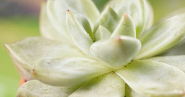 Yeşil etli bitki yakın çekim