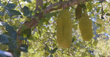 Jackfruits ağaç dalları üzerinde kapat