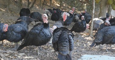 Wild Türkiye'nin gruptaki yakın çekim 