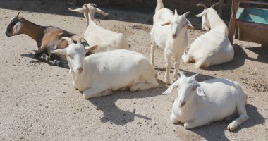 Keçi çiftliğinde yalan Grup 