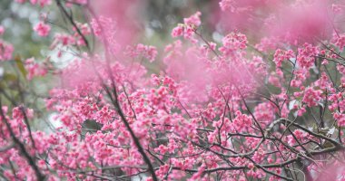 Pembe Cerasus campanulata çiçekler 