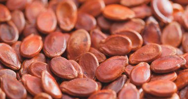 Kuru kırmızı karpuz tohumu 