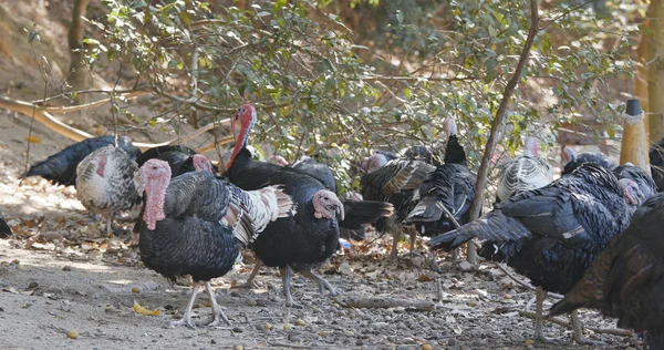 Wild Turkeys at outdoor farm