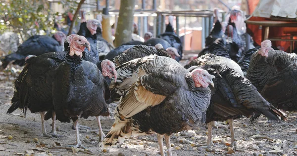 Mera Wild Türkiye Nin Grubunda — Stok fotoğraf