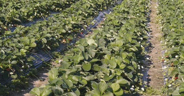 Fresh Strawberry Field Close — Stock Photo, Image