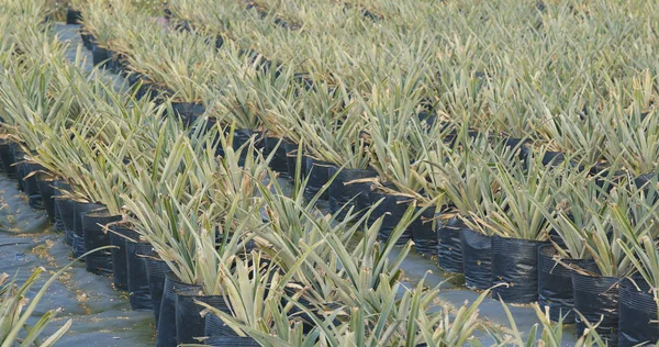 Potted Pineapple Field Close — Stok Foto