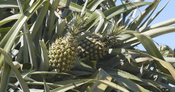 Pineapple Farm Field Close — Stock Photo, Image