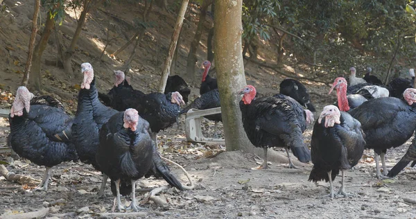 Wild Turkey Kuşlar Çiftlikte — Stok fotoğraf