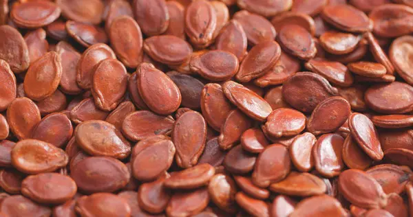 Семена Красной Дыни — стоковое фото