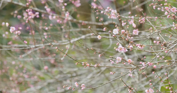 Rosa Pflaumenblüten Wald — Stockfoto