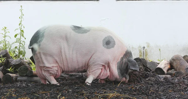 Bonito Porco Brincando Fazenda — Fotografia de Stock