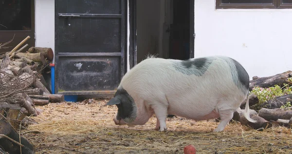 Piękny Świnia Grająca Gospodarstwie — Zdjęcie stockowe