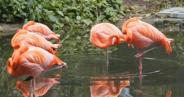 Rosafarbene Flamingos Naturteich — Stockfoto