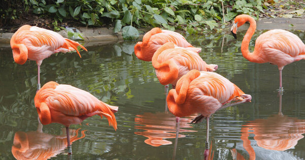 Pink flamingos in natural pond