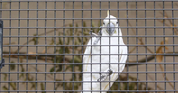 Cacatua Sulfúrea Branca Gaiola — Fotografia de Stock