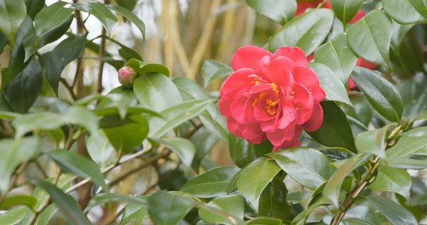 Camellia Red Flower Nature — Stock Photo, Image