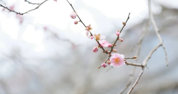 Розовые Цветы Сливы Дереве — стоковое фото