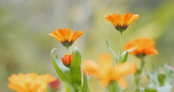 オレンジ色のデイジーの花をクローズ アップ — ストック写真