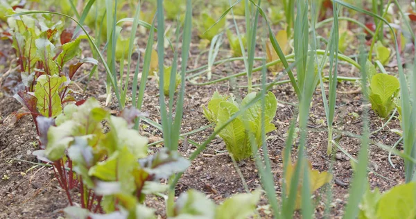 Barbabietola Cipolla Verde Azienda — Foto Stock
