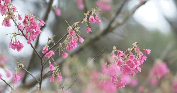 Pink Cerasus Campanulata Flowers — Stock Photo, Image